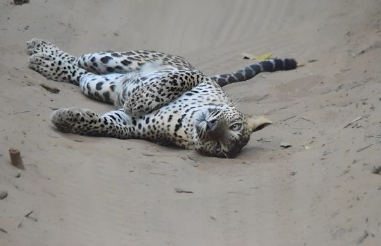Spots of Survival : Protecting Sri Lanka’s elusive leopards through habitat preservation and community