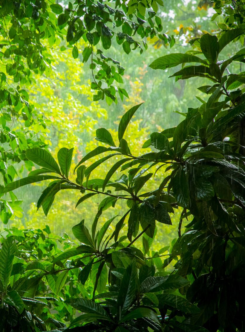 This image for Image Layouts addon