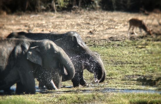 Giants in Harmony: Ensuring peaceful coexistence between elephants and people while safeguarding migration routes.