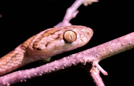 Scales of Balance : Reducing human-snake conflict and raising awareness of snakes’ role in healthy ecosystems.
